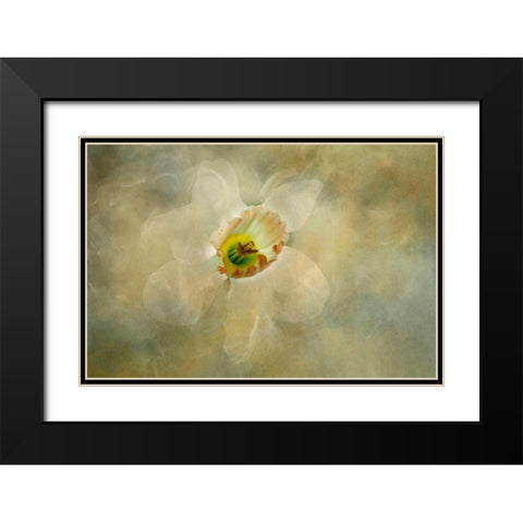 California Abstract of daffodil close-up Black Modern Wood Framed Art Print with Double Matting by Jaynes Gallery