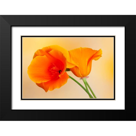 California Close-up of orange poppy Black Modern Wood Framed Art Print with Double Matting by Jaynes Gallery