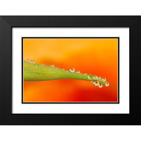California Water droplets reflect flower on poppy leaf Black Modern Wood Framed Art Print with Double Matting by Jaynes Gallery