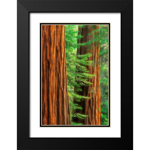 California-Yosemite National Park Abstract of sequoia tress in Mariposa Grove Black Modern Wood Framed Art Print with Double Matting by Jaynes Gallery