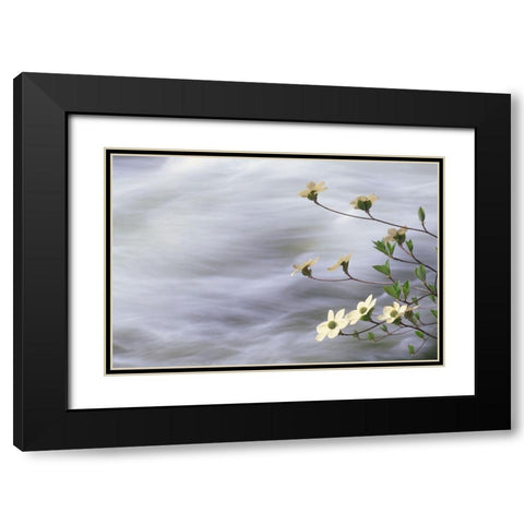 California-Yosemite National Park Blooming dogwood along Merced River rapids Black Modern Wood Framed Art Print with Double Matting by Jaynes Gallery
