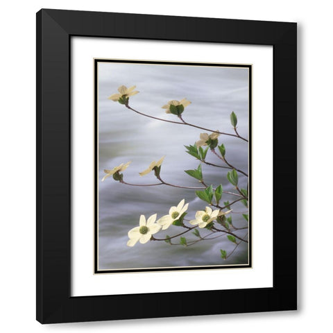 California-Yosemite National Park Blooming dogwood along Merced River rapids Black Modern Wood Framed Art Print with Double Matting by Jaynes Gallery