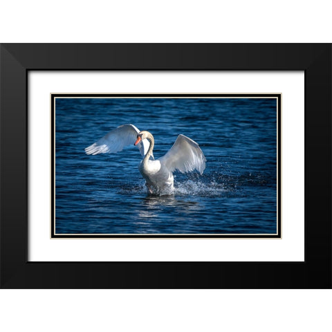 Usa-California A mute swan flaps its huge wings during courting behavior on a California pond Black Modern Wood Framed Art Print with Double Matting by Sederquist, Betty