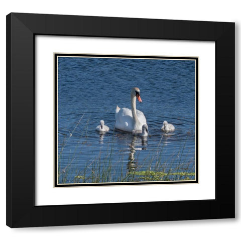 Usa-California A mute swan tends to her cygnets on a California pond Black Modern Wood Framed Art Print with Double Matting by Sederquist, Betty
