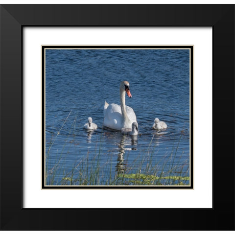 Usa-California A mute swan tends to her cygnets on a California pond Black Modern Wood Framed Art Print with Double Matting by Sederquist, Betty