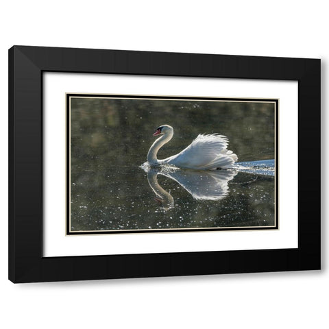 Usa-California A mute swan fans its wings during courtship behavior Black Modern Wood Framed Art Print with Double Matting by Sederquist, Betty