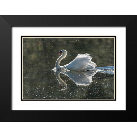 Usa-California A mute swan fans its wings during courtship behavior Black Modern Wood Framed Art Print with Double Matting by Sederquist, Betty