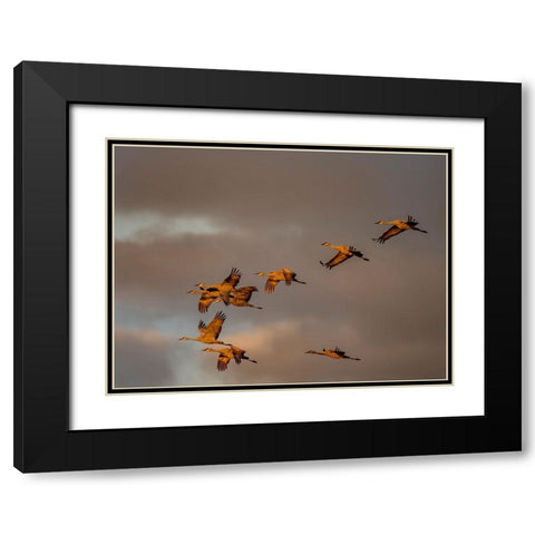 Usa-California A flock of sandhill cranes flies at sunset-near Lodi-California Black Modern Wood Framed Art Print with Double Matting by Sederquist, Betty