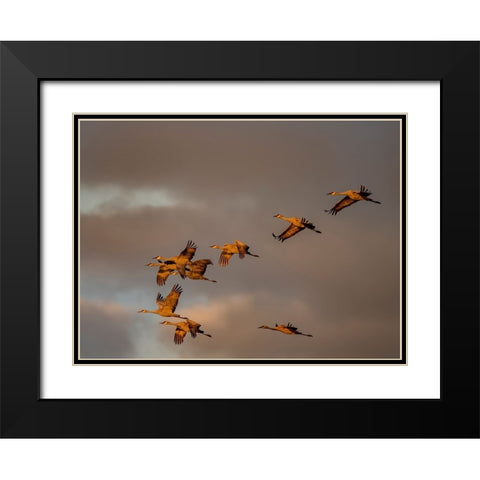 Usa-California A flock of sandhill cranes flies at sunset-near Lodi-California Black Modern Wood Framed Art Print with Double Matting by Sederquist, Betty