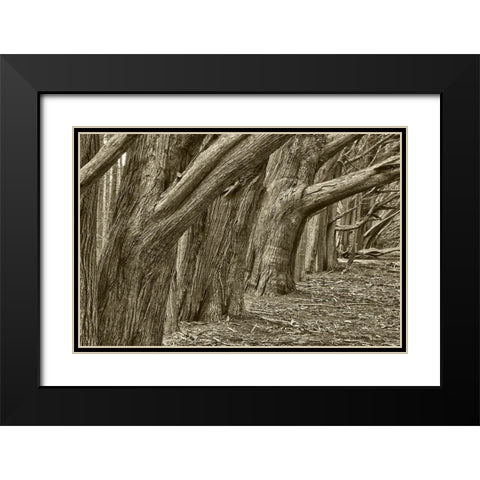 Usa-California Huge cypress trees grow in a line near a Point Reyes road Black Modern Wood Framed Art Print with Double Matting by Sederquist, Betty