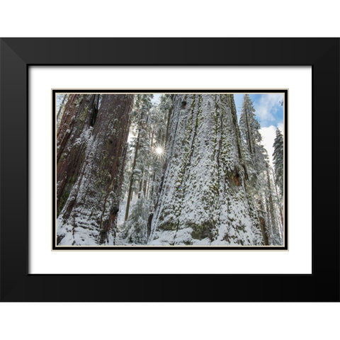 Usa-California Fresh snow on giant sequoias in Calaveras Big Trees State Park near Murphys Black Modern Wood Framed Art Print with Double Matting by Sederquist, Betty