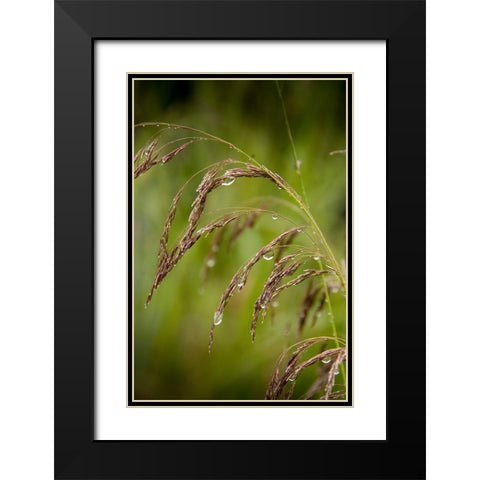Rain drops glisten on this weed in spring Black Modern Wood Framed Art Print with Double Matting by Sederquist, Betty
