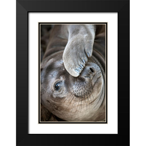 Usa-California A curious elephant seal pup goes eye to the eye with the photographer Black Modern Wood Framed Art Print with Double Matting by Sederquist, Betty