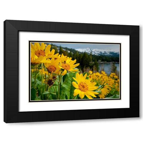 Summer-mule ear flowers flourish along the edges of Caples Lake in the Carson Pass area Black Modern Wood Framed Art Print with Double Matting by Sederquist, Betty
