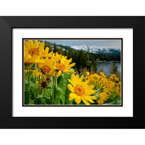 Summer-mule ear flowers flourish along the edges of Caples Lake in the Carson Pass area Black Modern Wood Framed Art Print with Double Matting by Sederquist, Betty