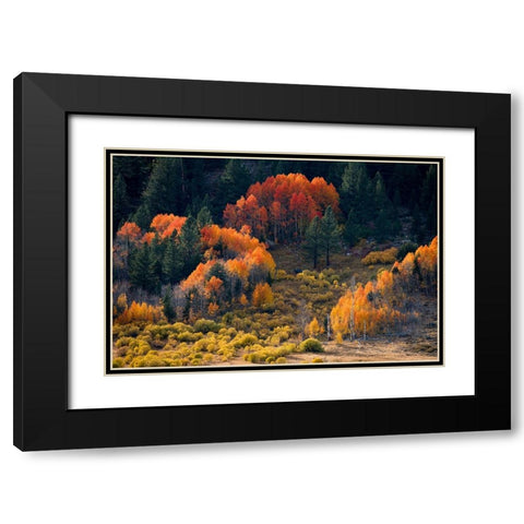 Usa-California-Sierra Nevada Hope Valley Aspens glow a brilliant orange during fall Black Modern Wood Framed Art Print with Double Matting by Sederquist, Betty