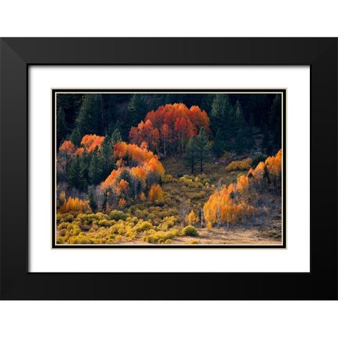 Usa-California-Sierra Nevada Hope Valley Aspens glow a brilliant orange during fall Black Modern Wood Framed Art Print with Double Matting by Sederquist, Betty