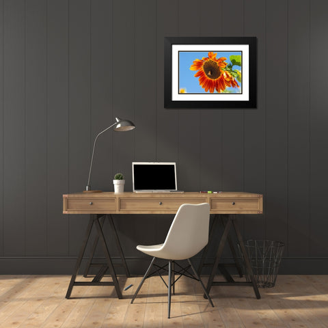 Honeybee lands on a huge sunflower. Black Modern Wood Framed Art Print with Double Matting by Sederquist, Betty