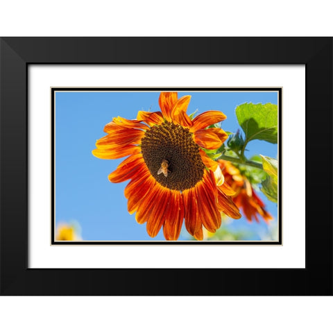 Honeybee lands on a huge sunflower. Black Modern Wood Framed Art Print with Double Matting by Sederquist, Betty