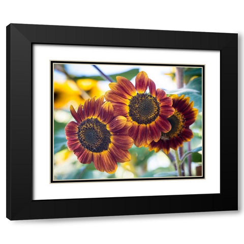 Trio of orange sunflowers gladdens a garden. Black Modern Wood Framed Art Print with Double Matting by Sederquist, Betty