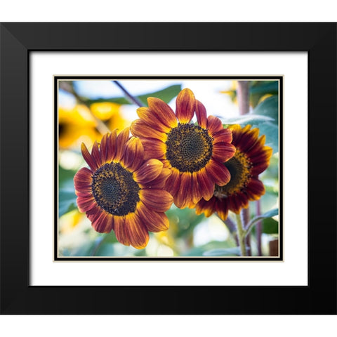 Trio of orange sunflowers gladdens a garden. Black Modern Wood Framed Art Print with Double Matting by Sederquist, Betty