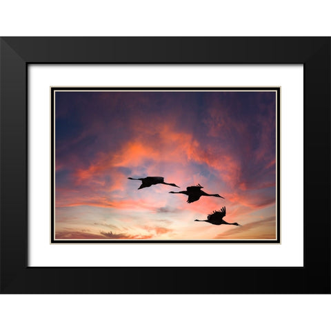 Trio of sandhill cranes settling in for the night. Black Modern Wood Framed Art Print with Double Matting by Sederquist, Betty