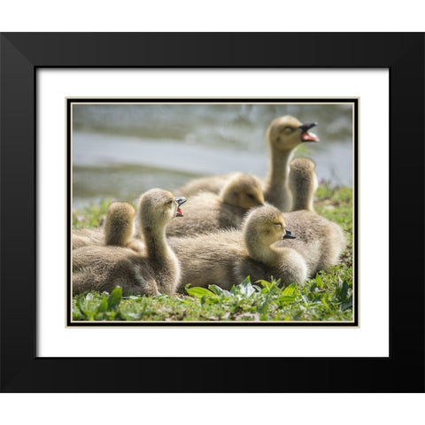 Canada geese goslings huddling together. Black Modern Wood Framed Art Print with Double Matting by Sederquist, Betty