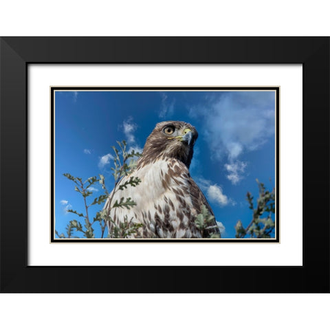 Closeup of red tailed hawk. Black Modern Wood Framed Art Print with Double Matting by Sederquist, Betty