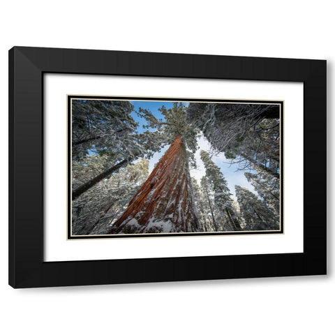 Fresh snow coating the trunk of this forest giant. Black Modern Wood Framed Art Print with Double Matting by Sederquist, Betty