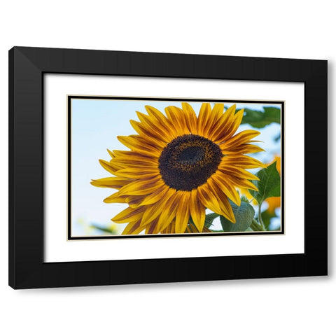 Sunflower brings happiness. Black Modern Wood Framed Art Print with Double Matting by Sederquist, Betty
