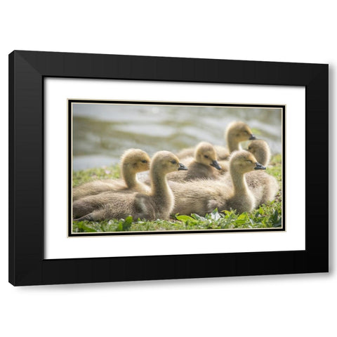 Warm and fuzzy Canada geese goslings crowd together. Black Modern Wood Framed Art Print with Double Matting by Sederquist, Betty