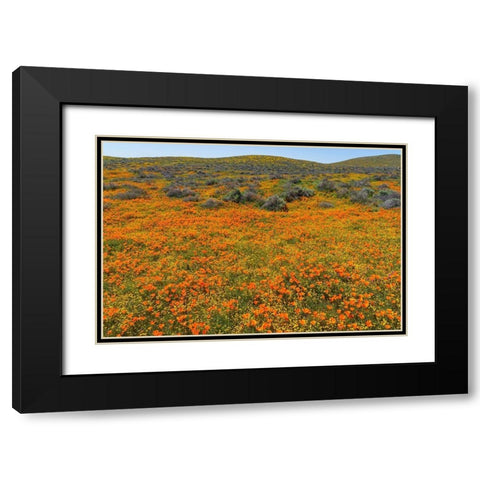 California A carpet of California poppies blooms amidst other wildflowers in the Lancaster Valley Black Modern Wood Framed Art Print with Double Matting by Tharp, Brenda