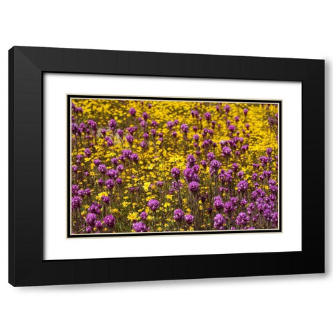 California Owls clover and a variety of yellow flowers fill a meadow in Carrizo Plain NM Black Modern Wood Framed Art Print with Double Matting by Tharp, Brenda