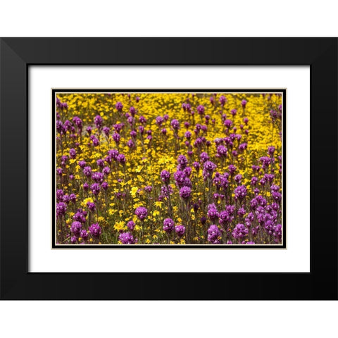 California Owls clover and a variety of yellow flowers fill a meadow in Carrizo Plain NM Black Modern Wood Framed Art Print with Double Matting by Tharp, Brenda