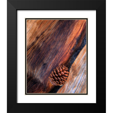 USA- California. White Mountains Bristle Cone Pine and Pine Cone. Black Modern Wood Framed Art Print with Double Matting by Gulin, Darrell