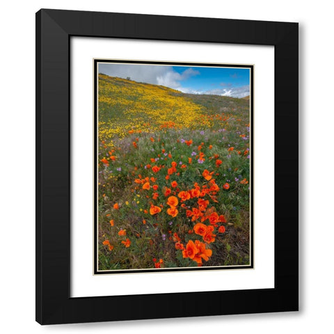 Orange Poppies-Goldfields and Filaree are protected from Wind near Lancaster and Antelope Valley Black Modern Wood Framed Art Print with Double Matting by Garber, Howie