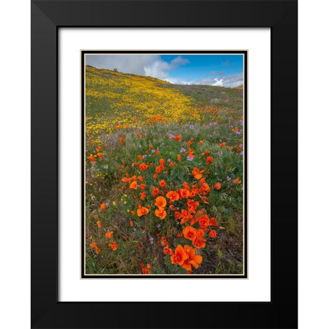 Orange Poppies-Goldfields and Filaree are protected from Wind near Lancaster and Antelope Valley Black Modern Wood Framed Art Print with Double Matting by Garber, Howie