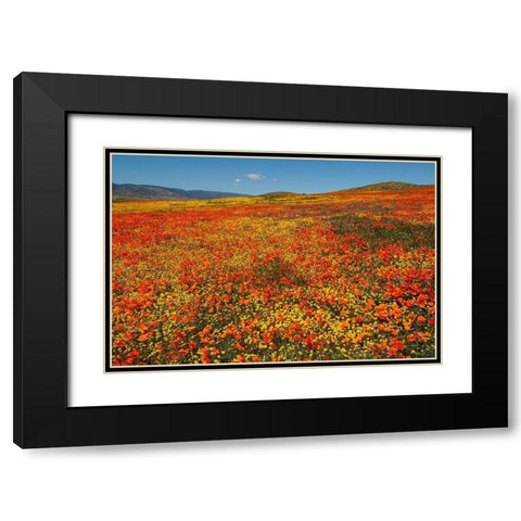 Hillside filled with Goldfields and California poppies near Lancaster and Antelope Valley Black Modern Wood Framed Art Print with Double Matting by Garber, Howie
