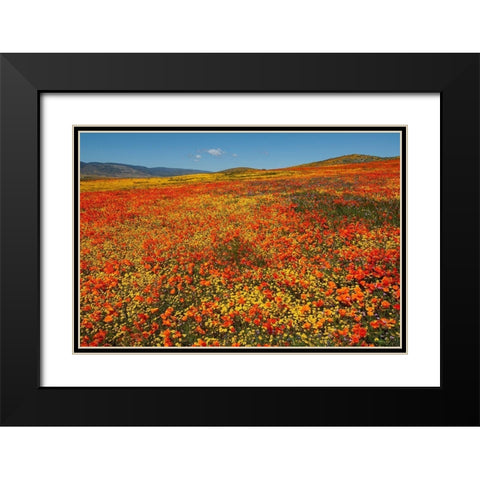 Hillside filled with Goldfields and California poppies near Lancaster and Antelope Valley Black Modern Wood Framed Art Print with Double Matting by Garber, Howie