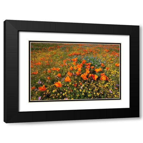 California-superbloom hillside near Lancaster-Yellow Goldfields-blue and purple filaree and Lupine Black Modern Wood Framed Art Print with Double Matting by Garber, Howie
