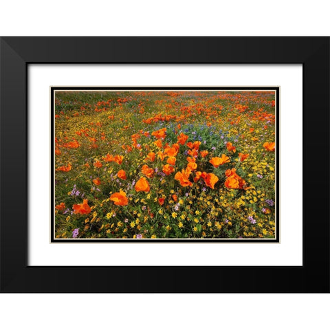 California-superbloom hillside near Lancaster-Yellow Goldfields-blue and purple filaree and Lupine Black Modern Wood Framed Art Print with Double Matting by Garber, Howie