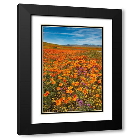 California-Owls Clover-Goldfields and California poppies on hillside near Lancaster-California Black Modern Wood Framed Art Print with Double Matting by Garber, Howie
