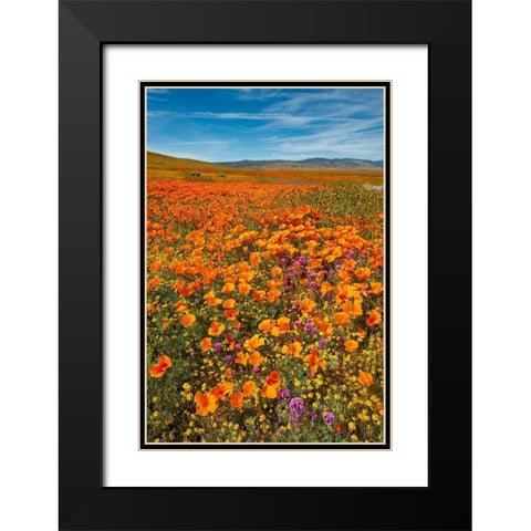 California-Owls Clover-Goldfields and California poppies on hillside near Lancaster-California Black Modern Wood Framed Art Print with Double Matting by Garber, Howie
