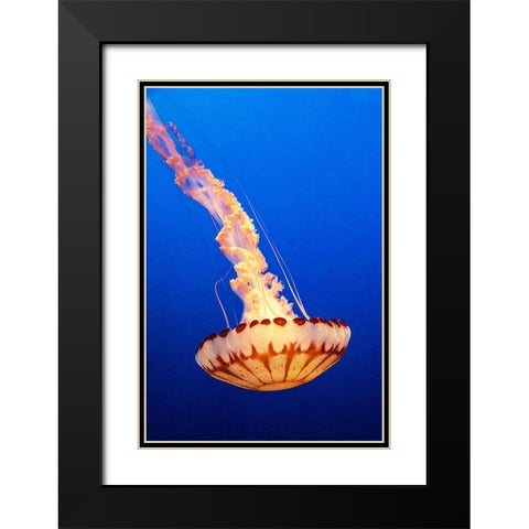 California-Monterey-Monterey Bay Aquarium-Jellyfish swimming Black Modern Wood Framed Art Print with Double Matting by Looney, Hollice