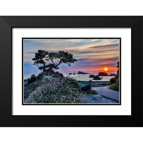 USA-California-Crescent City-Monterey Cypress Black Modern Wood Framed Art Print with Double Matting by Restuccia, Joe III