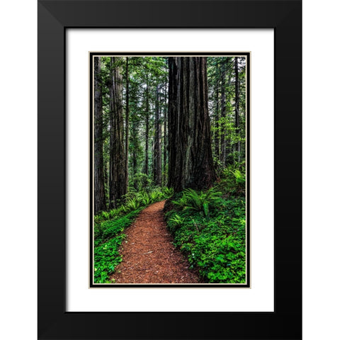 California-Crescent City-Damnation Creek Trail Black Modern Wood Framed Art Print with Double Matting by Restuccia, Joe III