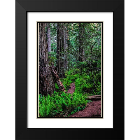 California-Crescent City-Damnation Creek Trail Black Modern Wood Framed Art Print with Double Matting by Restuccia, Joe III