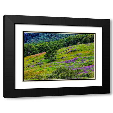 USA-California-Crescent City-Redwoods National Park-Bold Hills Black Modern Wood Framed Art Print with Double Matting by Restuccia, Joe III