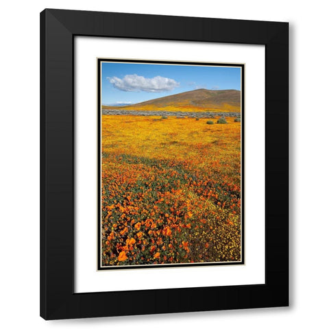 California Fields of California Poppy-Goldfields with clouds-Antelope Valley Black Modern Wood Framed Art Print with Double Matting by Zimmerman, Judith