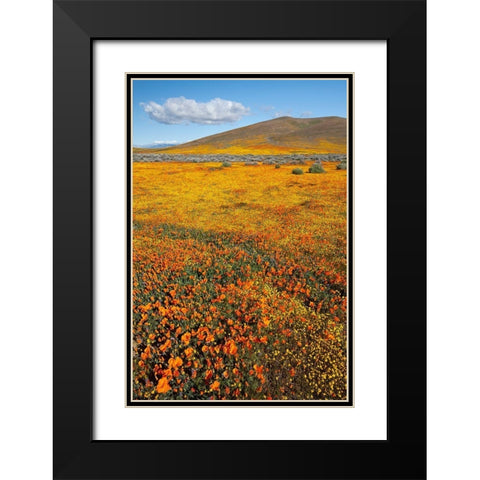 California Fields of California Poppy-Goldfields with clouds-Antelope Valley Black Modern Wood Framed Art Print with Double Matting by Zimmerman, Judith